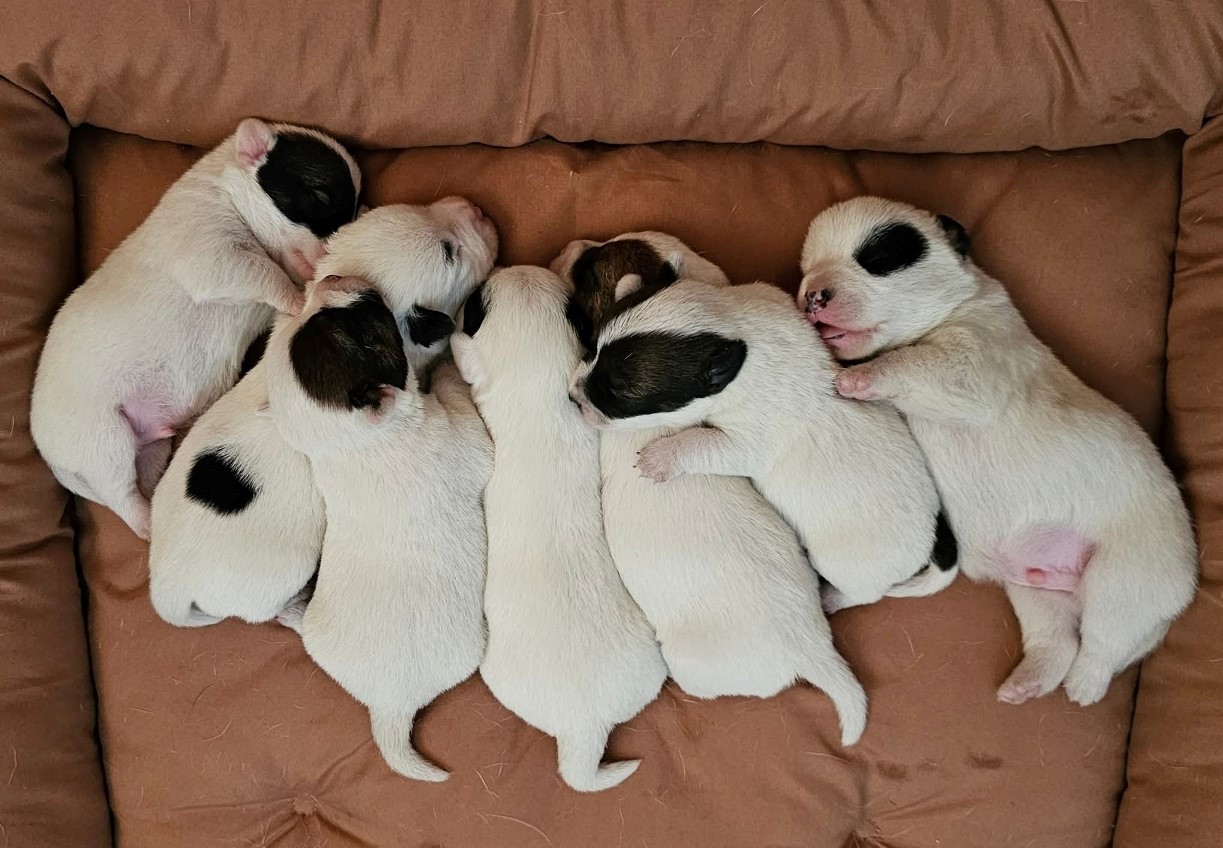 JRT Q+R_01