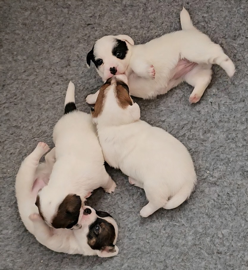 JRT Q+R_05