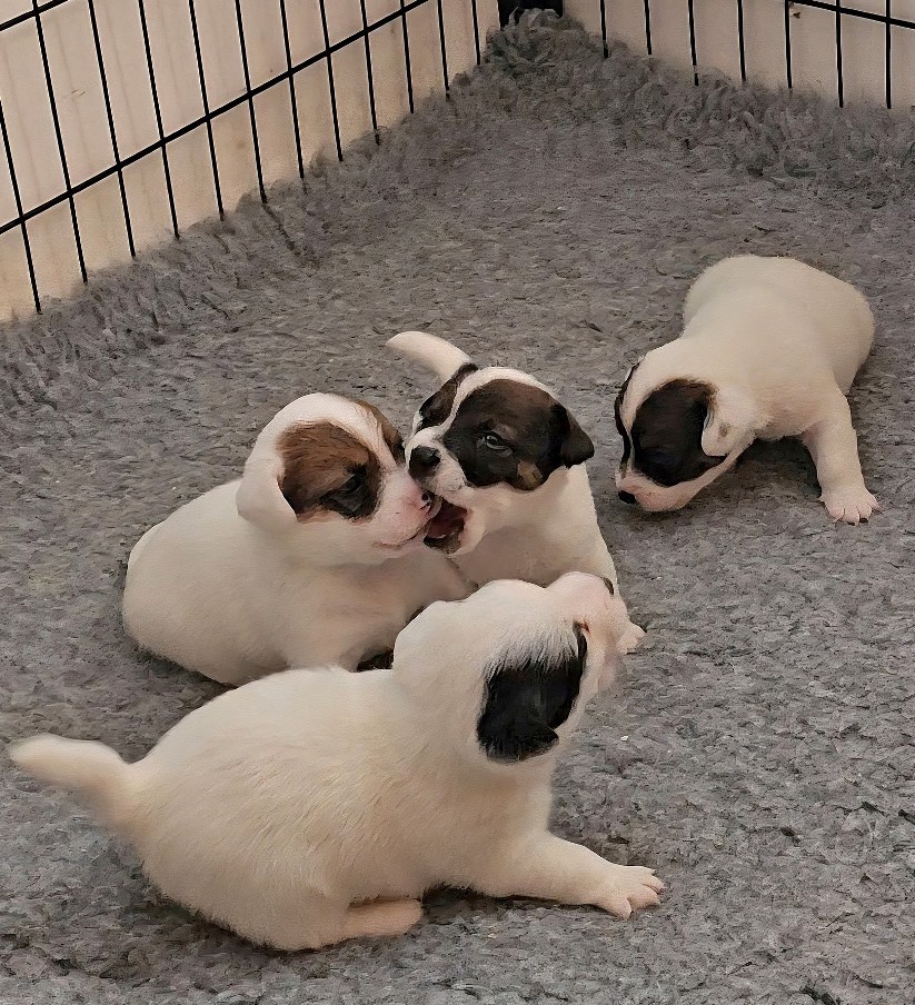 JRT Q + R_12