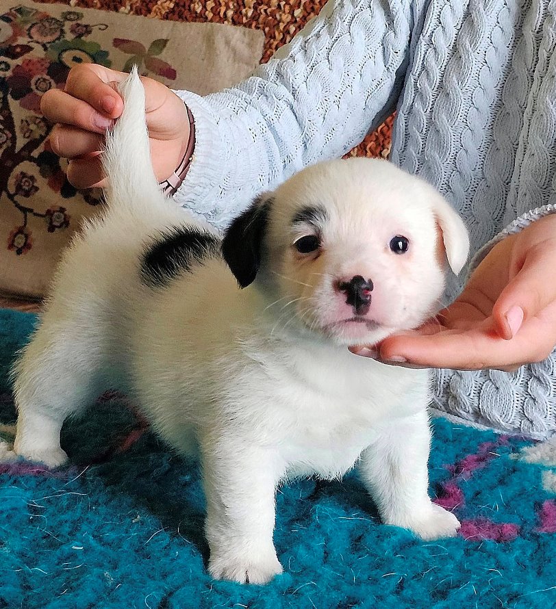 Ringo_03